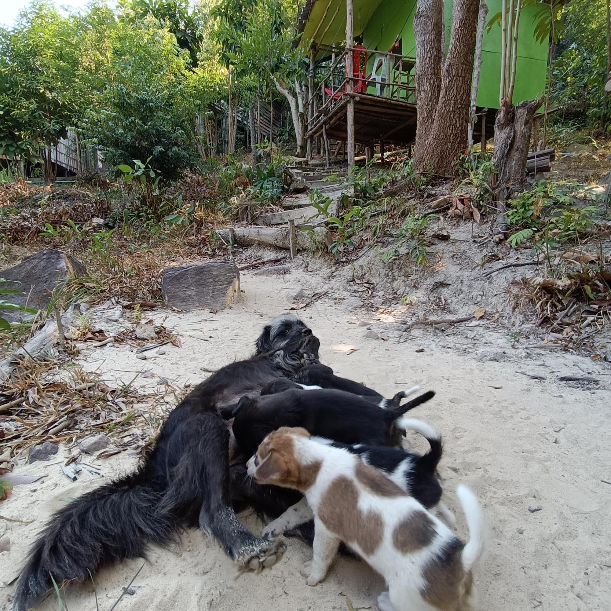 Sweet Jungle Camping Kaoh Touch Exterior photo