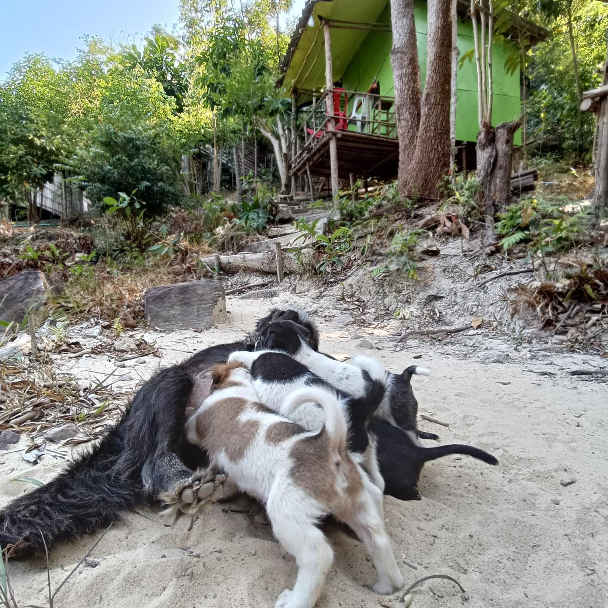Sweet Jungle Camping Kaoh Touch Exterior photo