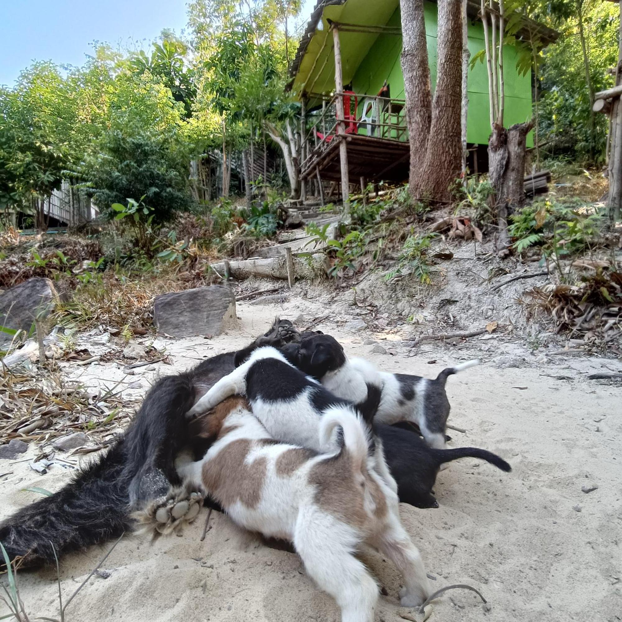Sweet Jungle Camping Kaoh Touch Exterior photo